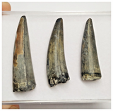 T215 - Set of 3 Sarcosuchus imperator Crocodile Teeth Lower Cretaceous Elrhaz Fm