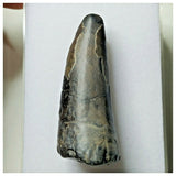 S21 - Sarcosuchus imperator Crocodile Tooth - Cretaceous Elrhaz Fm Tenere Desert