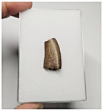 T18 - Kryptops palaios Abelisaurid Theropod Dinosaur Tooth Cretaceous Elrhaz Fm