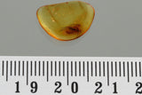 J47 - FUNGUS GNAT Mycetophilidae Fossil Inclusion Genuine BALTIC AMBER + HQ Picture