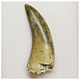 T44 - Rare Afrovenator abakensis Megalosaurid Dinosaur Tooth Jurassic Tiouraren Fm