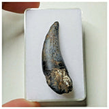 S7 - Exceedingly Rare Suchomimus tenerensis Dinosaur Tooth - Elrhaz Fm - Niger