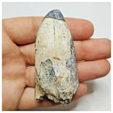 JS34 - Huge Sarcosuchus imperator Crocodile Tooth Lower Cretaceous Elrhaz Fm