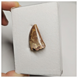 T199 - Finest Grade Carcharodontosaurus Dinosaur Tooth - Cretaceous KemKem Beds