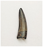 T178 - Rare Suchomimus tenerensis Dinosaur Tooth Lower Cretaceous Elrhaz Fm