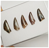 T204 - Set of 5 Finest Abelisaurid Dinosaur Teeth Upper Cretaceous KemKem Beds