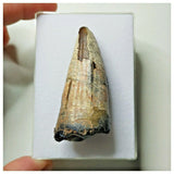 S22 - Sarcosuchus imperator Crocodile Tooth - Cretaceous Elrhaz Fm Tenere Desert