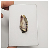 T242- Rare Eocarcharia dinops Dinosaur Tooth Cretaceous Elrhaz Fm Tenere Desert