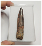 T80 - Huge Rebbachisaurus garasbae Diplodocoid Sauropod Dinosaur Tooth KemKem