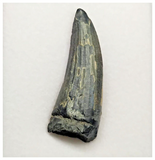T29 - Rare Suchomimus tenerensis Dinosaur Tooth Lower Cretaceous Elrhaz Fm