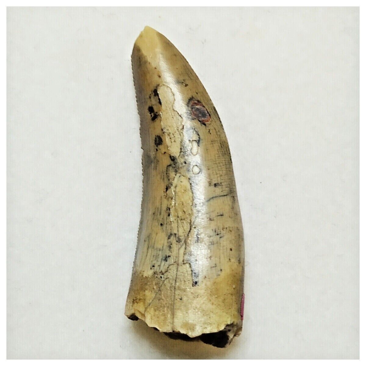 JS18 - Kryptops palaios Abelisaurid Theropod Dinosaur Tooth Cretaceous ...