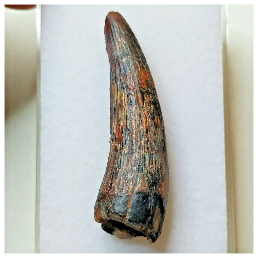 S39 - Exceedingly Rare Suchomimus tenerensis Dinosaur Tooth - Elrhaz Fm - Niger