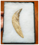 G52 - Top Rare Huge 5.82'' Basilosaurus (Whale Ancestor) Incisor Rooted Tooth