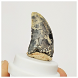 S35 - Rare Afrovenator abakensis Megalosaurid Dinosaur Tooth Jurassic Tiouraren Fm