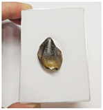 T49 - Rare Jobaria tiguidensis Sauropod Dinosaur Tooth Jurassic Tiouraren Fm