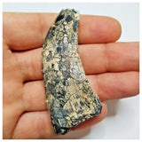 JS29 - Rare Afrovenator abakensis Megalosaurid Dinosaur Tooth Jurassic Tiouraren Fm