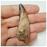 W10- Top Rare Unidentified Theropod Dinosaur Tooth - Cretaceous Elrhaz Fm Tenere Desert