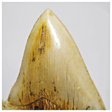 T120 - Finest Quality Serrated 4.68'' Megalodon Tooth in Matrix Indonesia Location