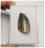 T70 - Rare Jobaria tiguidensis Sauropod Dinosaur Tooth Jurassic Tiouraren Fm