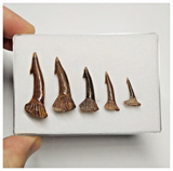 T183 - Set of 5 Nicely Preserved Onchopristis numidus Sawfish Rostral Teeth Upper Cretaceous KemKem