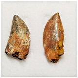 T197 - Set of 2 Finest Carcharodontosaurus Dinosaur Teeth - Cretaceous KemKem