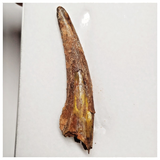 T223 - Large 2.12 Inch Pterosaur (Coloborhynchus) Tooth Cretaceous KemKem Beds