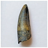 S41 - Exceedingly Rare Suchomimus tenerensis Dinosaur Tooth - Elrhaz Fm - Niger