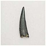 T167 - Top Rare Ornithocheirid Pterosaur Tooth - Lower Cretaceous - Elrhaz Fm