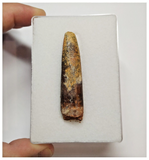 T50 - Huge Rebbachisaurus garasbae Diplodocoid Sauropod Dinosaur Tooth KemKem