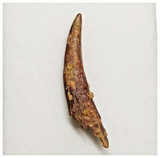 T180 - Nicely Preserved Pterosaur (Coloborhynchus) Tooth Cretaceous KemKem Beds