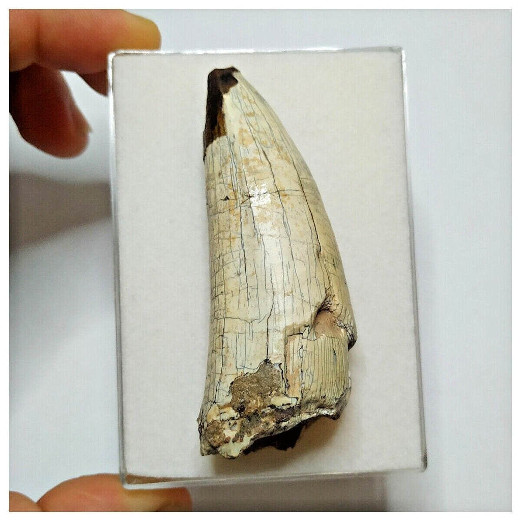 JS30 - Huge Sarcosuchus imperator Crocodile Tooth Lower Cretaceous Elrhaz Fm