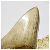 T115 - Finest Quality Serrated 4.21'' Megalodon Tooth in Matrix Indonesia Location