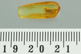 J49 - CADDISFLY Trichoptera Inclusion Fossil Genuine BALTIC AMBER + HQ Picture