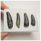 T88 - Set of 4 Suchomimus tenerensis Dinosaur Teeth Lower Cretaceous Elrhaz Fm