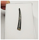 T31 - Top Rare Ornithocheirid Pterosaur Tooth - Lower Cretaceous - Elrhaz Fm