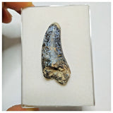 JS13- Rare Eocarcharia dinops Dinosaur Premaxillary Tooth - Cretaceous Elrhaz Fm Tenere Desert