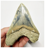 T128 - Finest Quality Serrated 4.40'' Megalodon Tooth from Rare Indonesia Location