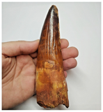 T54- Insane Finest 5.35 Inch Spinosaurus Dinosaur Tooth - Cretaceous KemKem Beds