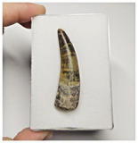 T15 - Rare Suchomimus tenerensis Dinosaur Tooth Lower Cretaceous Elrhaz Fm