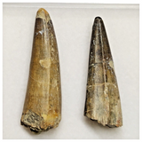 T230 - Set of 2 Sarcosuchus imperator Crocodile Teeth Lower Cretaceous Elrhaz Fm