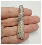 T90 - Large Rebbachisaurus garasbae Diplodocoid Sauropod Dinosaur Tooth KemKem