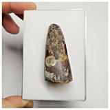 T212 - Beautiful 1.85'' Red Spinosaurus Dinosaur Tooth Cretaceous KemKem Beds