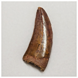 T198 - Finest Grade Red Carcharodontosaurus Dinosaur Tooth - Cretaceous KemKem