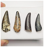 T39 - Set of 4 Suchomimus tenerensis Dinosaur Teeth Lower Cretaceous Elrhaz Fm