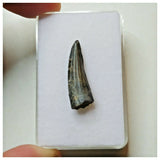 S43 - Exceedingly Rare Suchomimus tenerensis Dinosaur Tooth - Elrhaz Fm - Niger