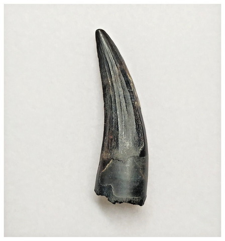 T162 - Rare Suchomimus tenerensis Dinosaur Tooth Lower Cretaceous Elrhaz Fm