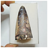 JS31 - Huge Sarcosuchus imperator Crocodile Tooth Lower Cretaceous Elrhaz Fm