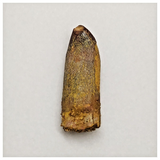 T174 - Beautiful Rebbachisaurus garasbae Diplodocoid Sauropod Dinosaur Tooth