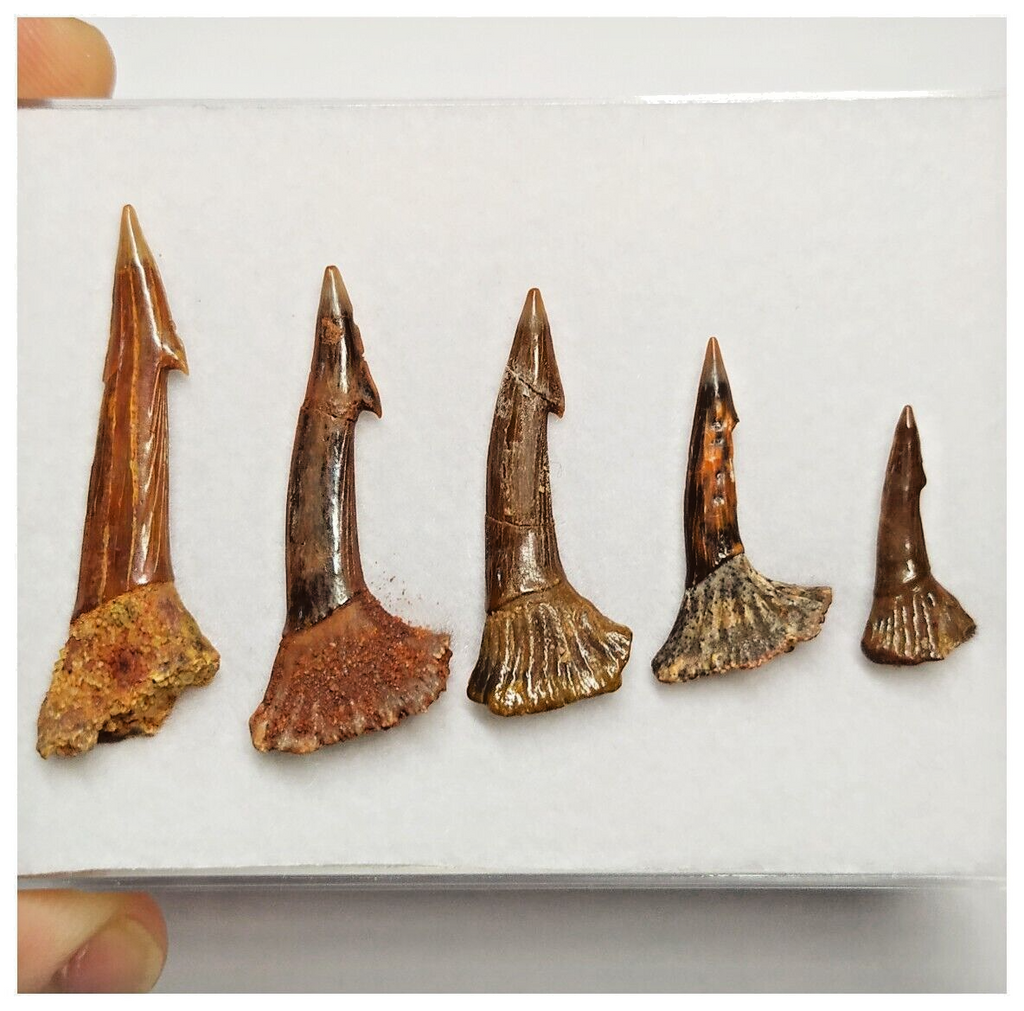 T184 - Set of 5 Nicely Preserved Onchopristis numidus Sawfish Rostral Teeth Upper Cretaceous KemKem
