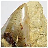 T118 - Finest Quality Serrated 4.29'' Megalodon Tooth in Matrix Indonesia Location